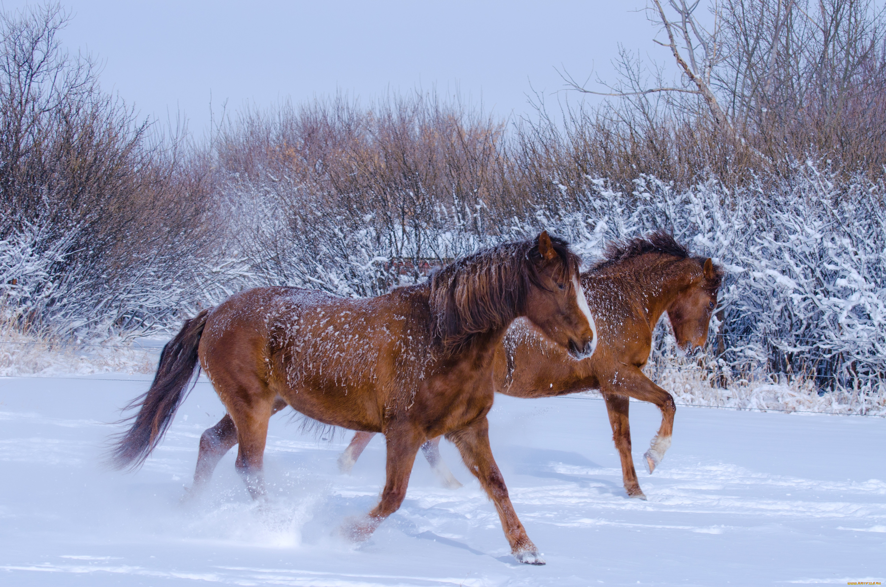 На коне в снегу. Лошади. Лошадь зима. Лошади в снегу. Лошадь в зимнем лесу.